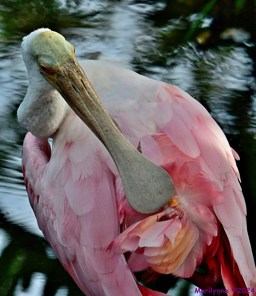 DSC_6320_stitch4_001.JPG