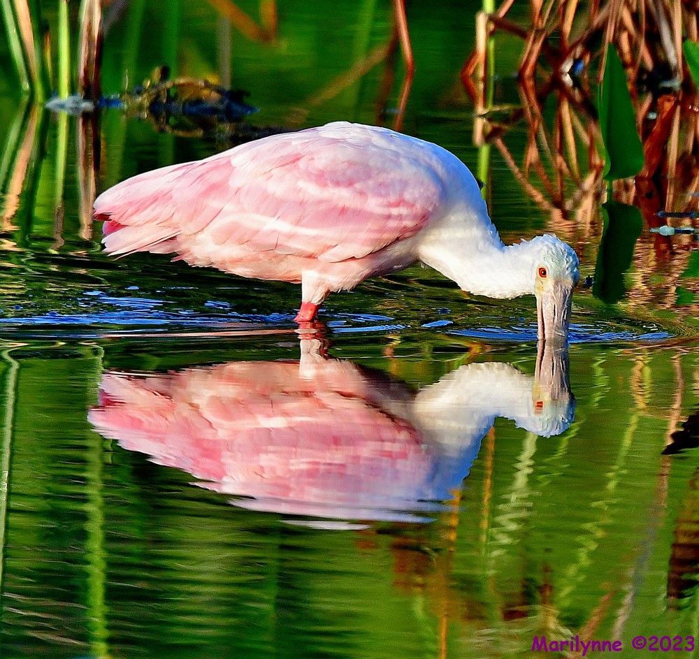 DSC_6321_001.JPG