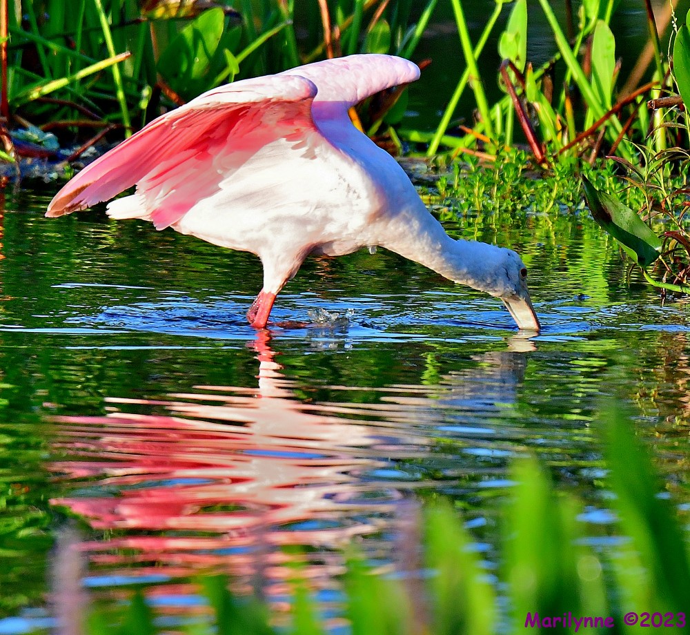 DSC_6326_001.JPG