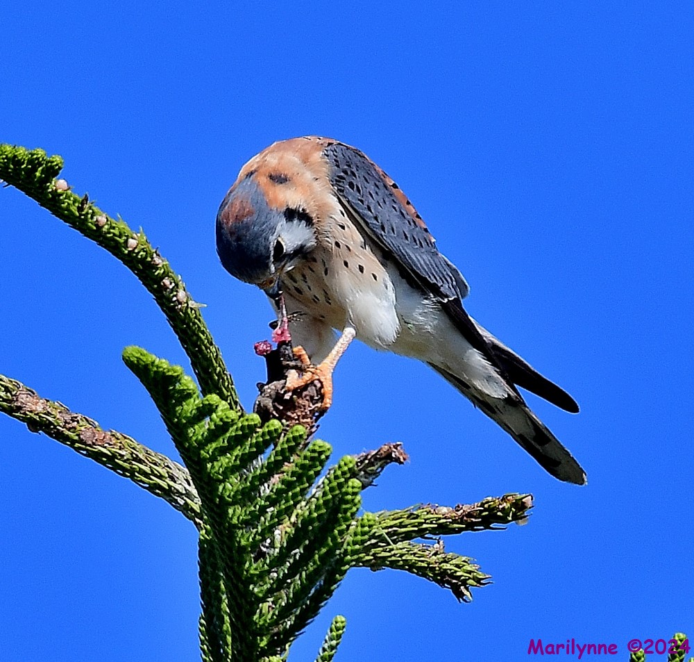 DSC_6326_001.JPG