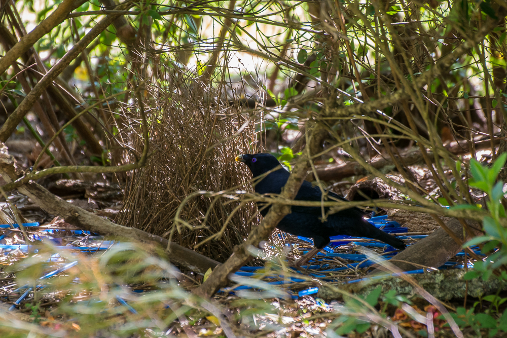 DSC_6327.jpg