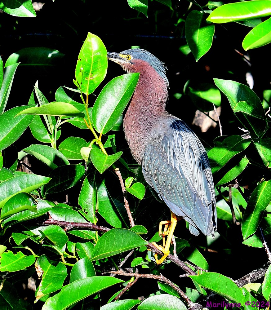 DSC_6327_001.JPG