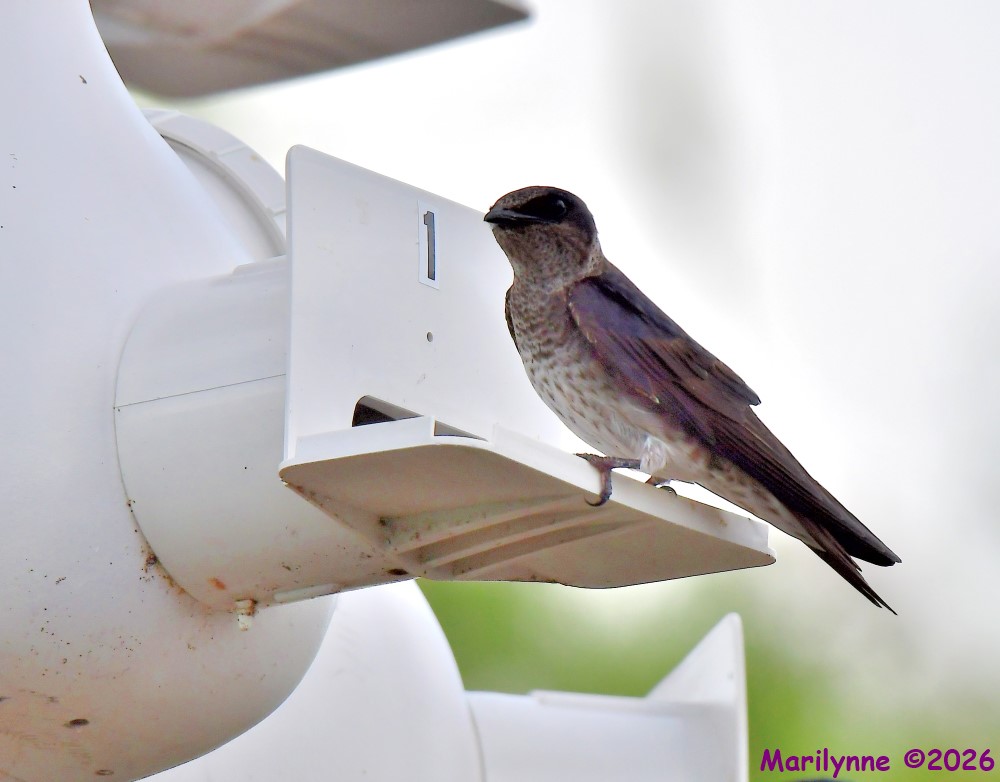 DSC_6328_001.JPG