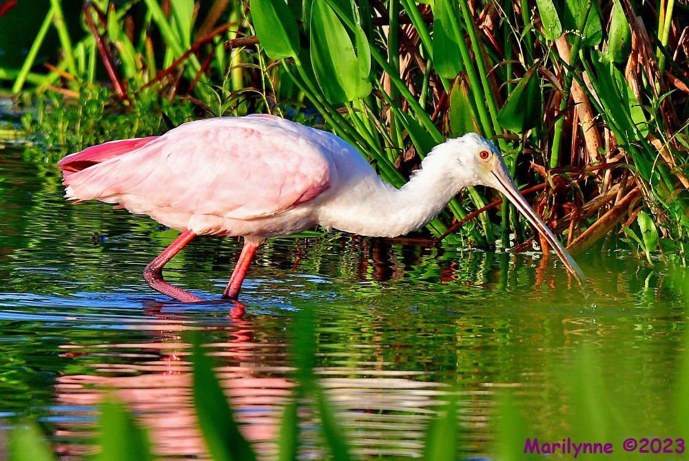 DSC_6330_001.JPG
