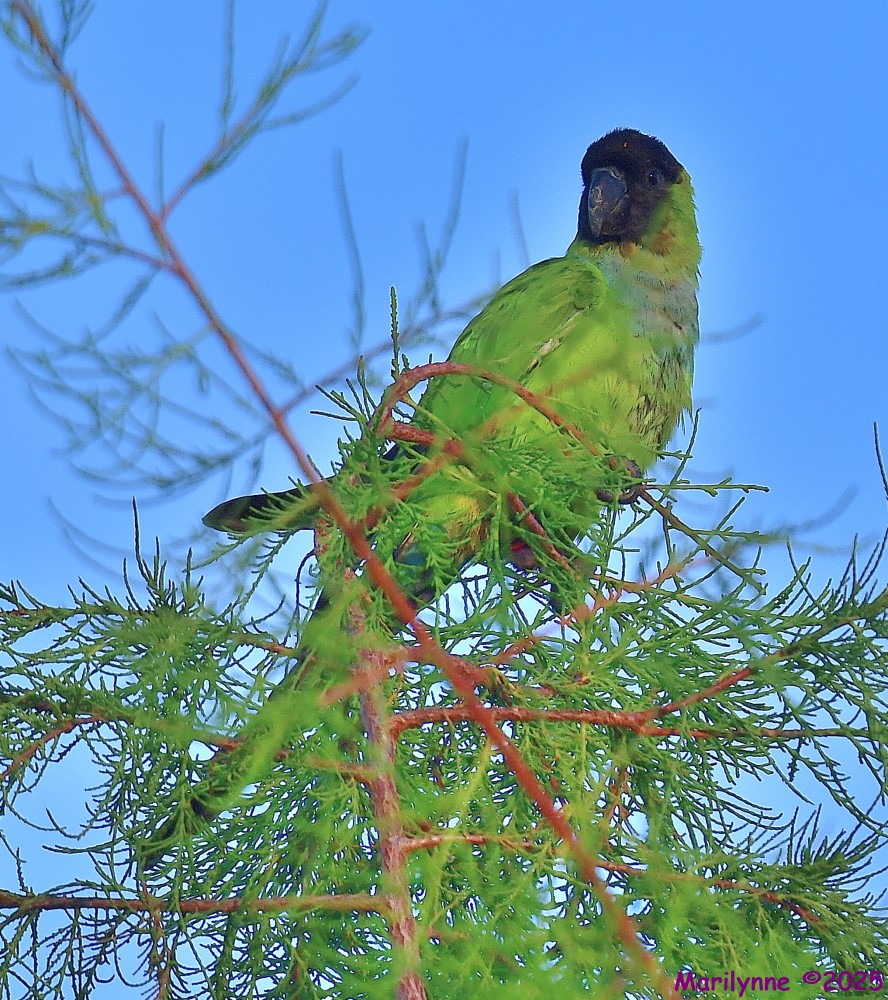 DSC_6330_001.JPG