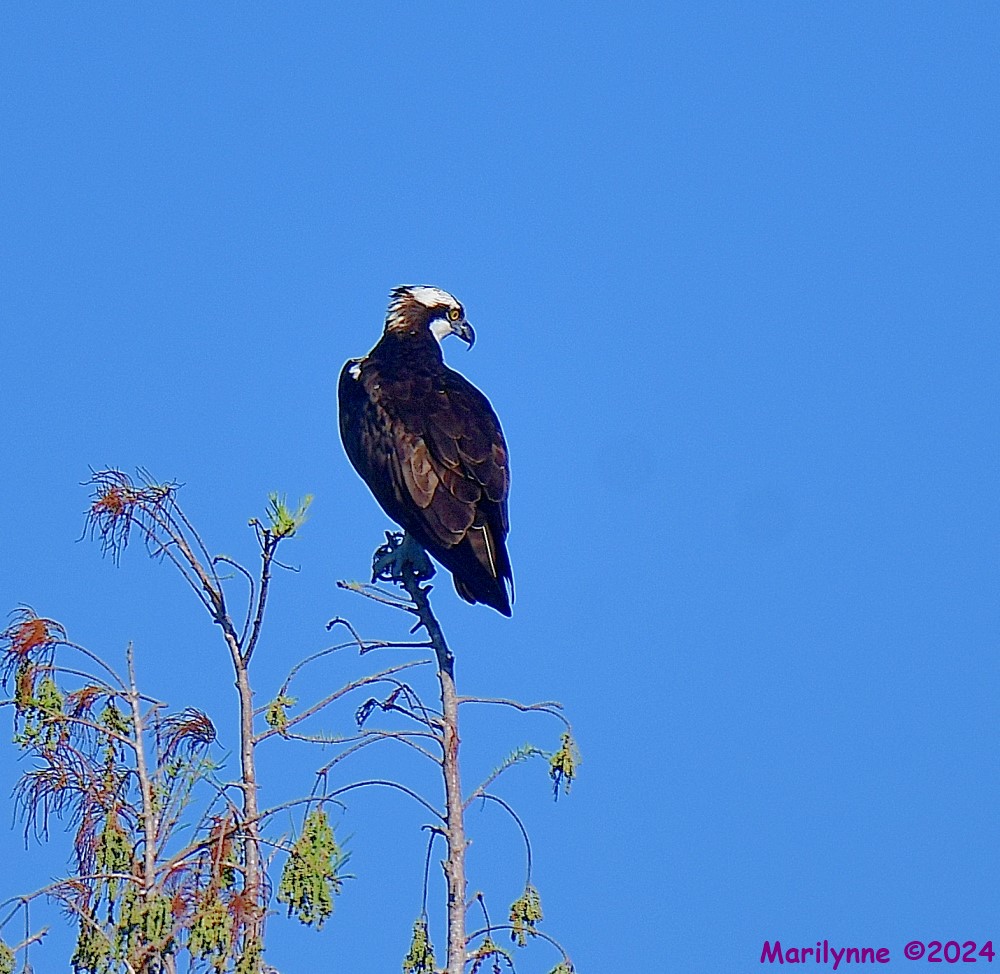 DSC_6331_001.JPG