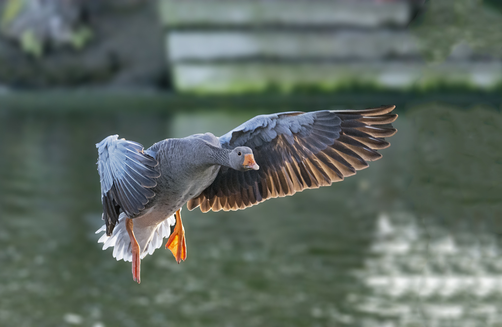 DSC_6332.jpg