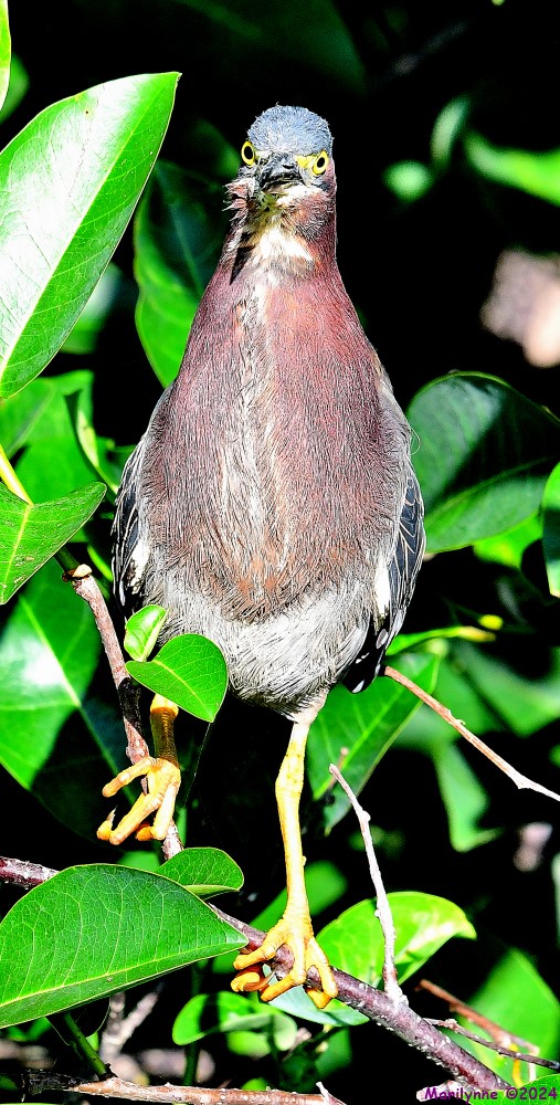 DSC_6332_001.JPG