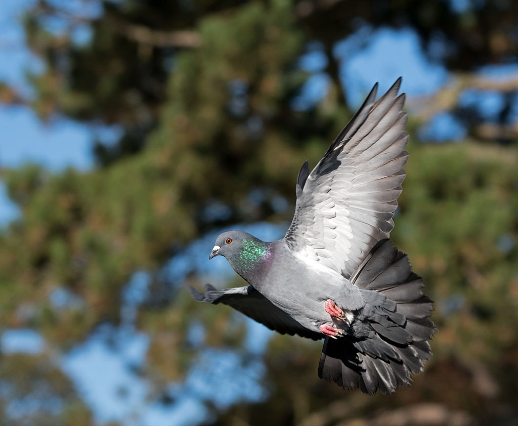 DSC_6333.jpg
