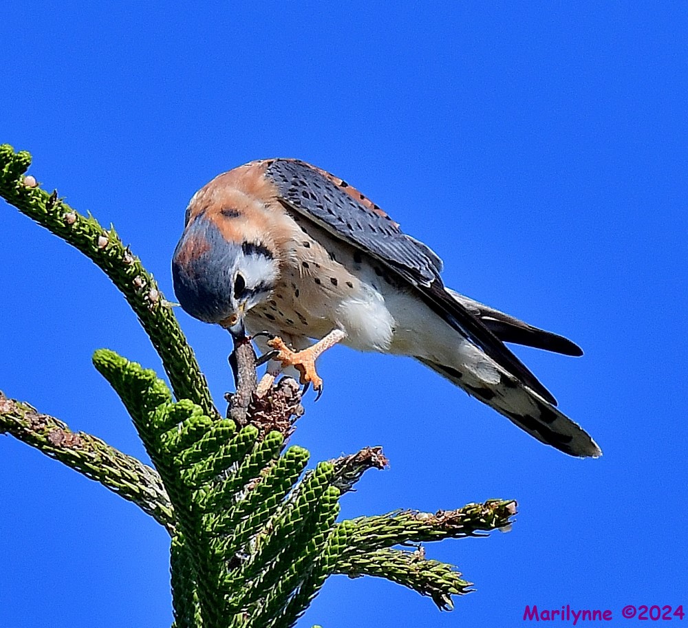 DSC_6333_001.JPG