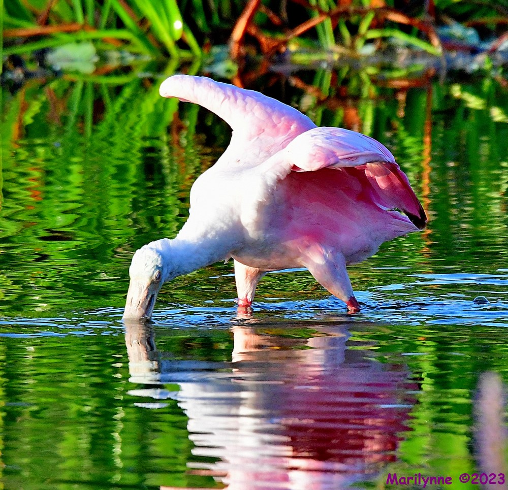DSC_6334_001.JPG