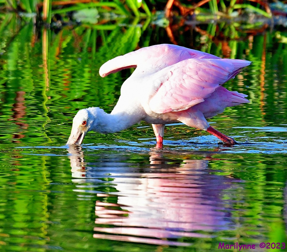 DSC_6335_001.JPG