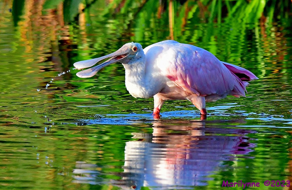 DSC_6336_001.JPG