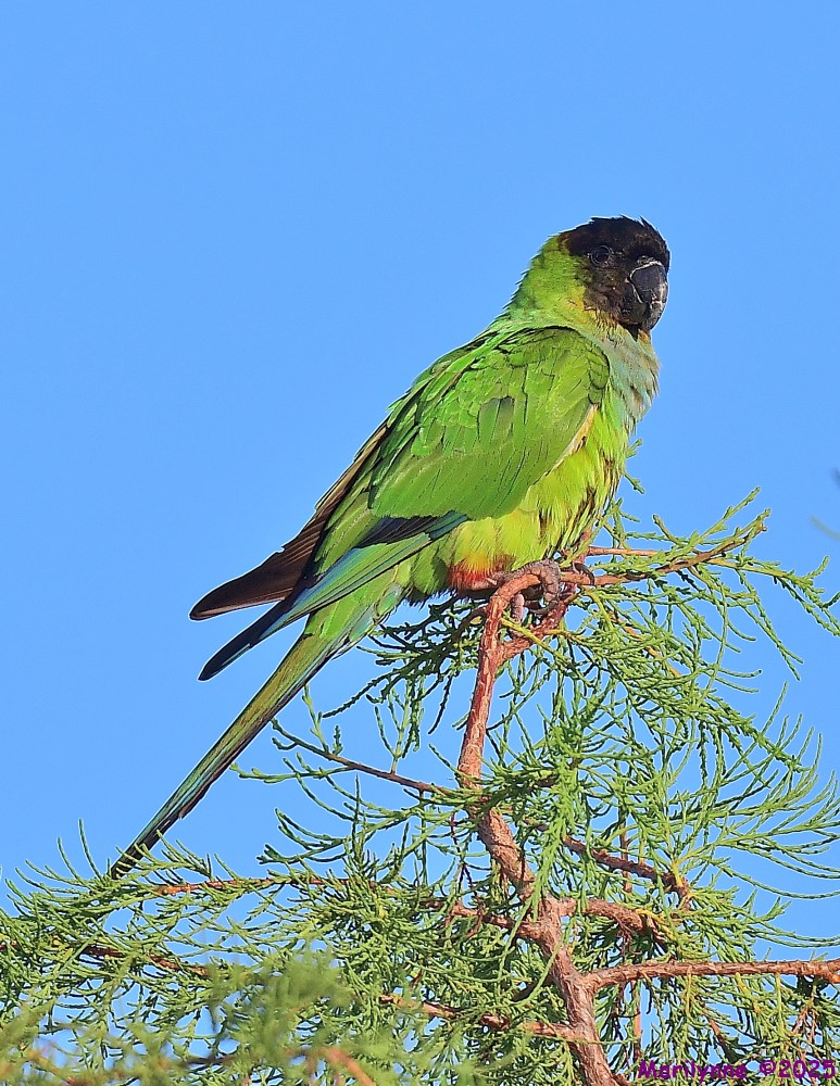 DSC_6336_001.JPG