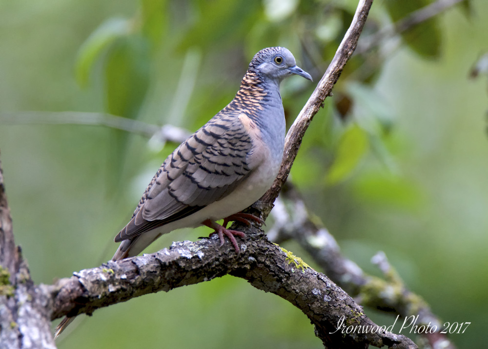 DSC_6339.jpg