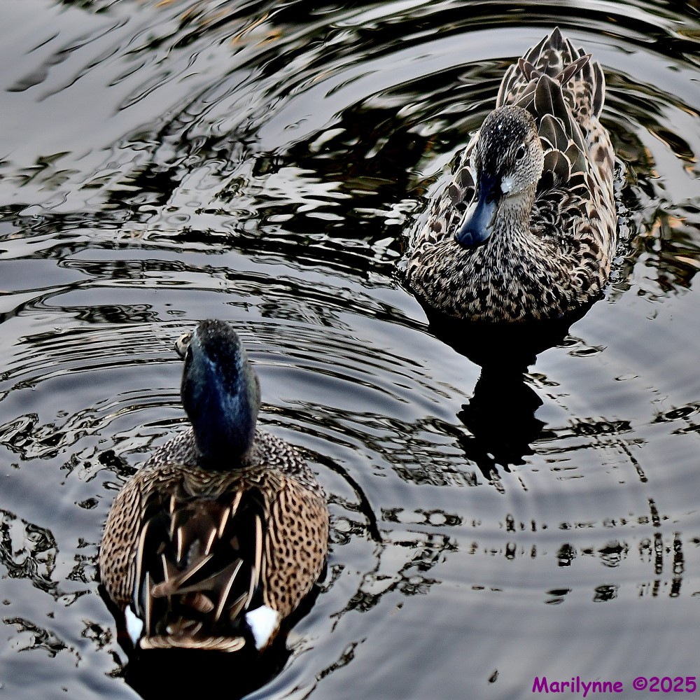 DSC_6340_001.JPG