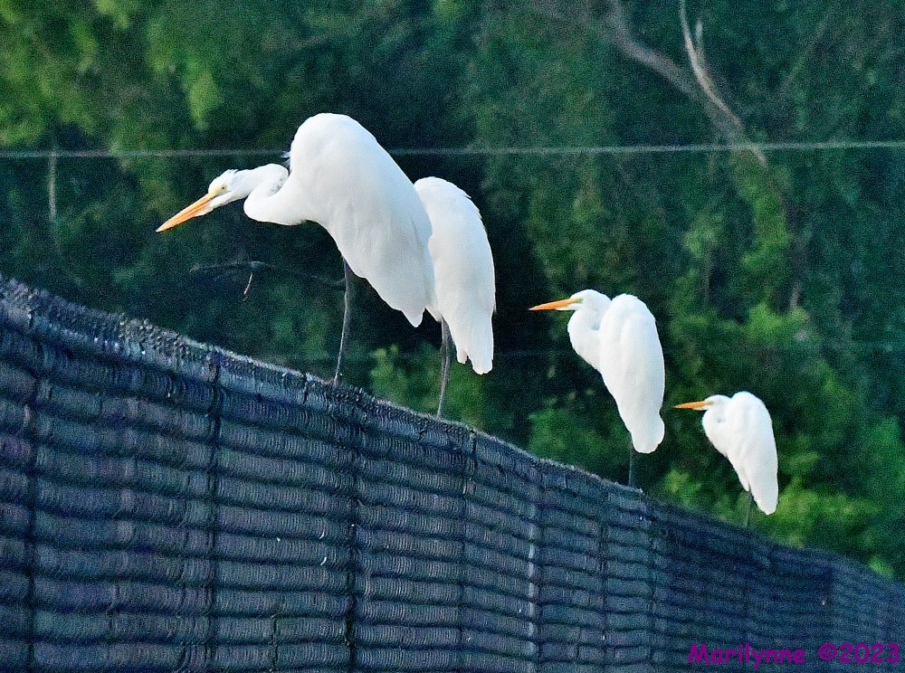 DSC_6341_001.JPG