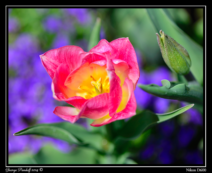 DSC_6343.jpg