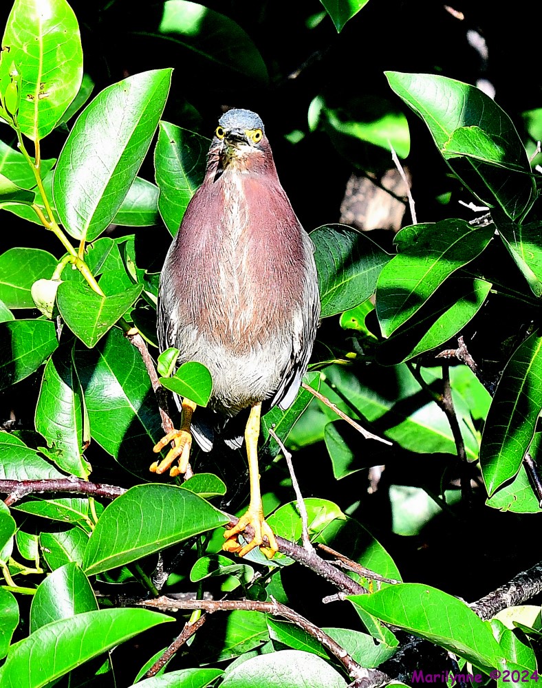 DSC_6344_001.JPG