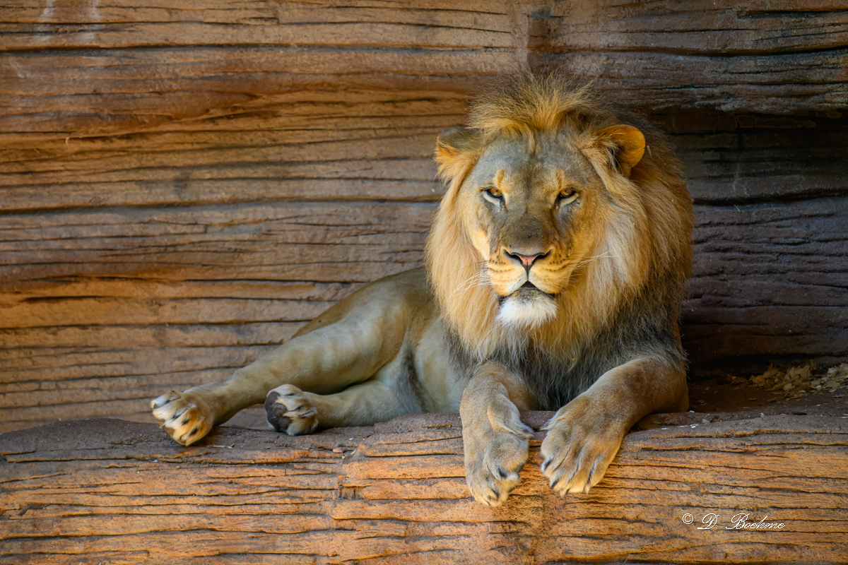 DSC_6345-topaz-rawdenoise.jpg