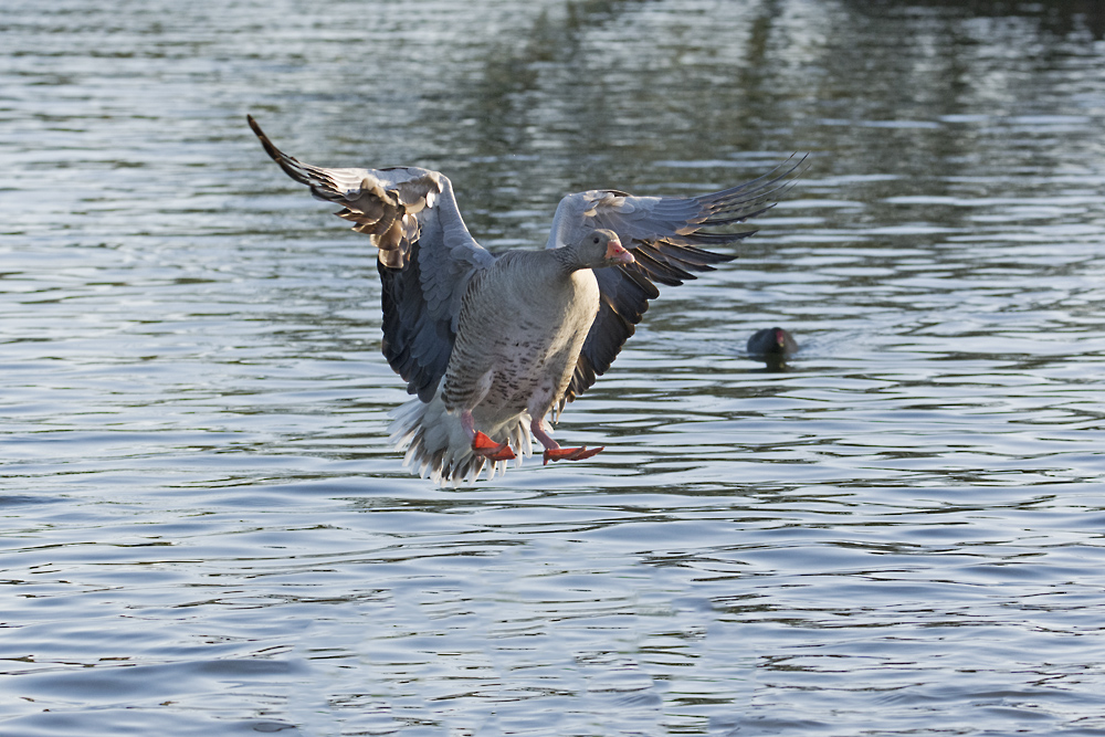 DSC_6346.jpg