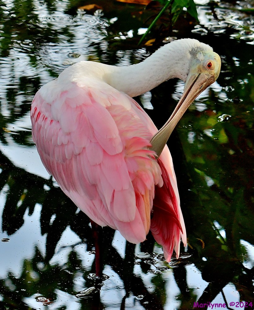 DSC_6346_001.JPG