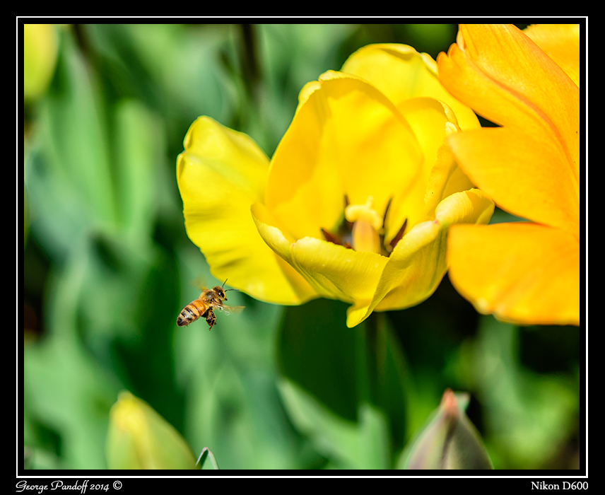 DSC_6347.jpg