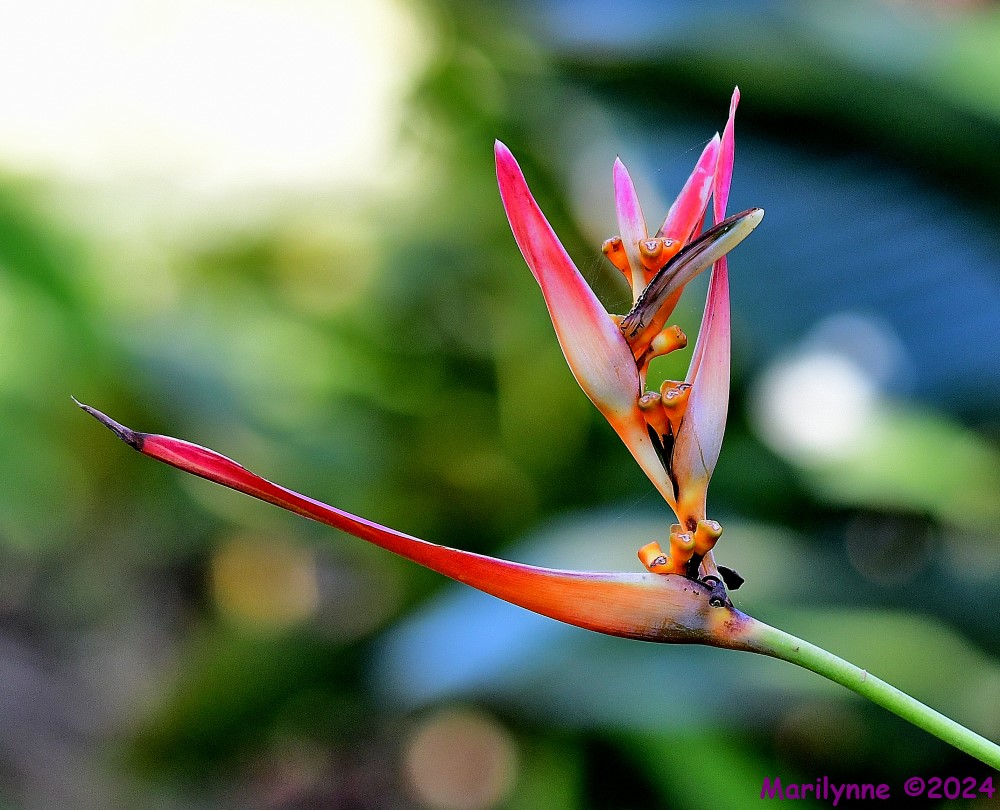 DSC_6347_001.JPG
