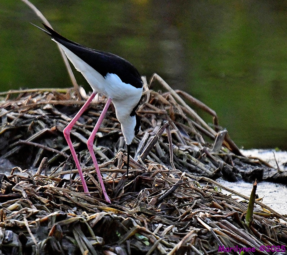 DSC_6348_001.JPG