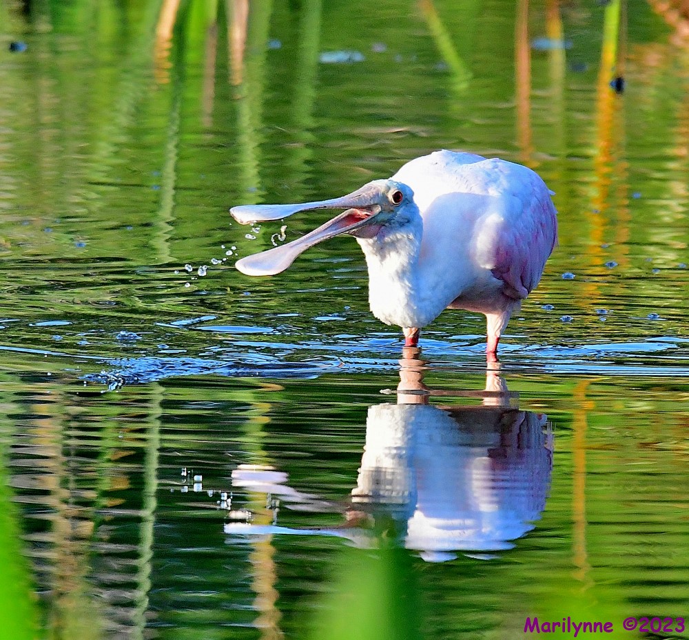 DSC_6349_001.JPG