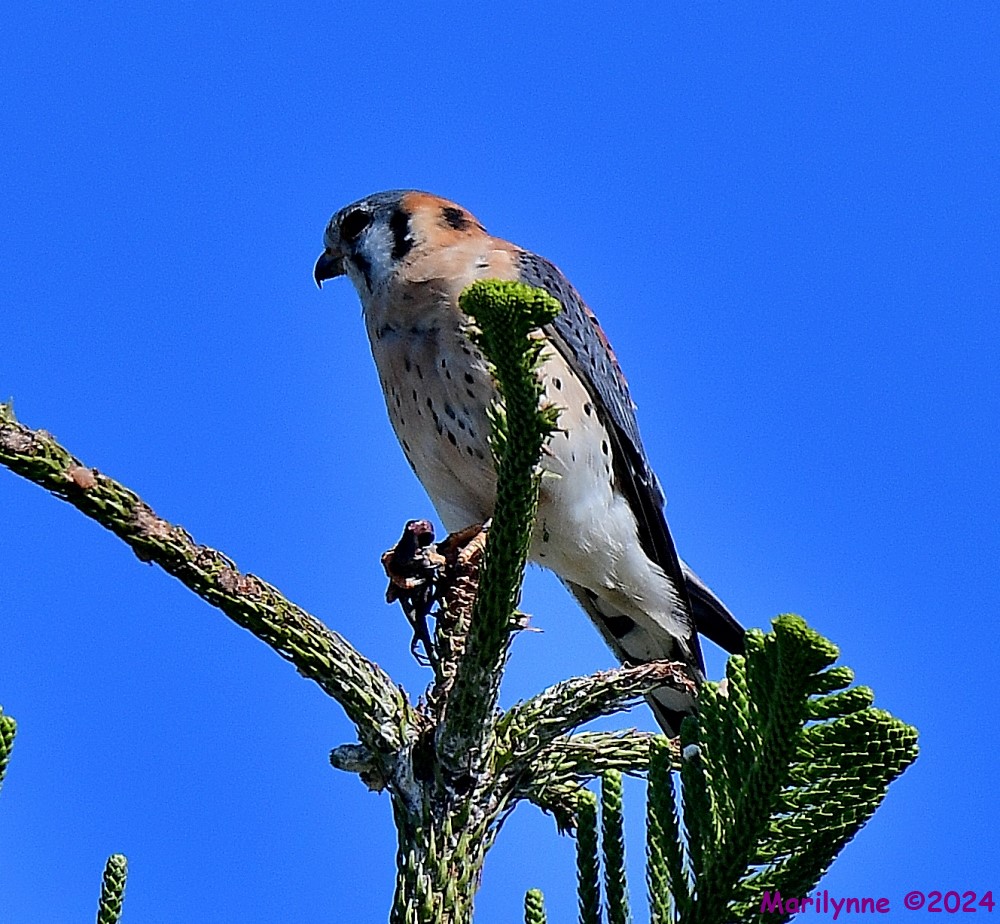 DSC_6349_001.JPG