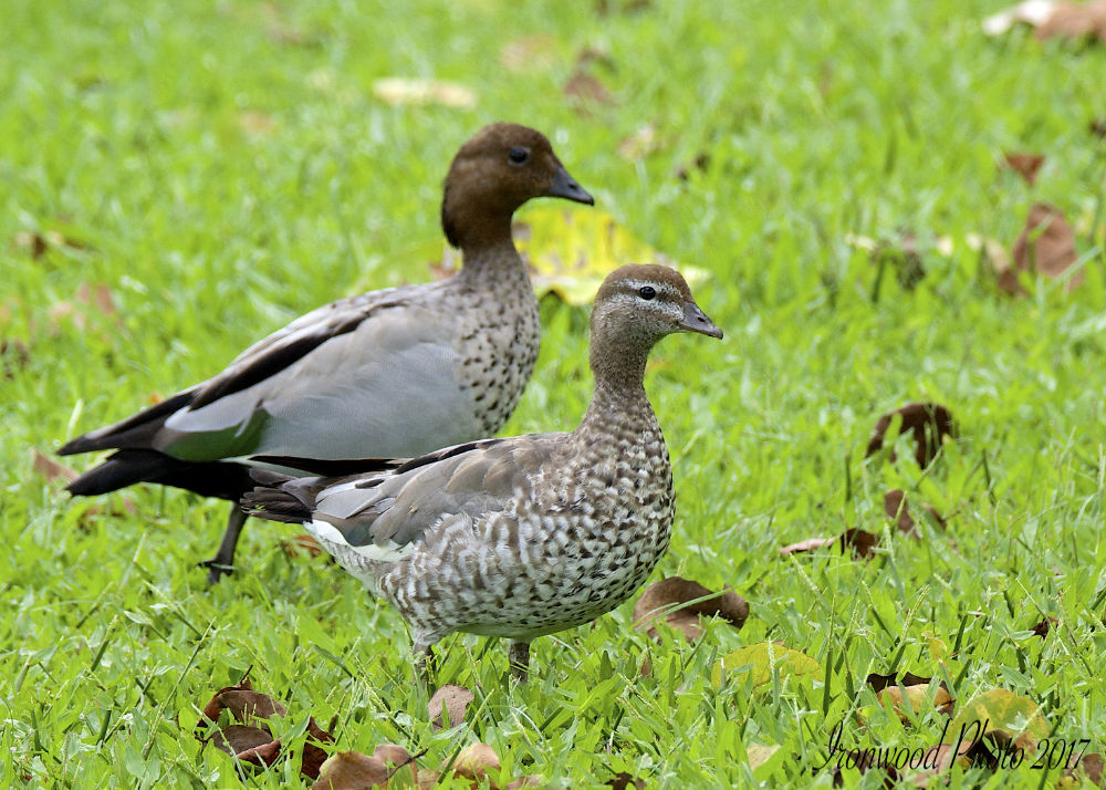 DSC_6350.jpg