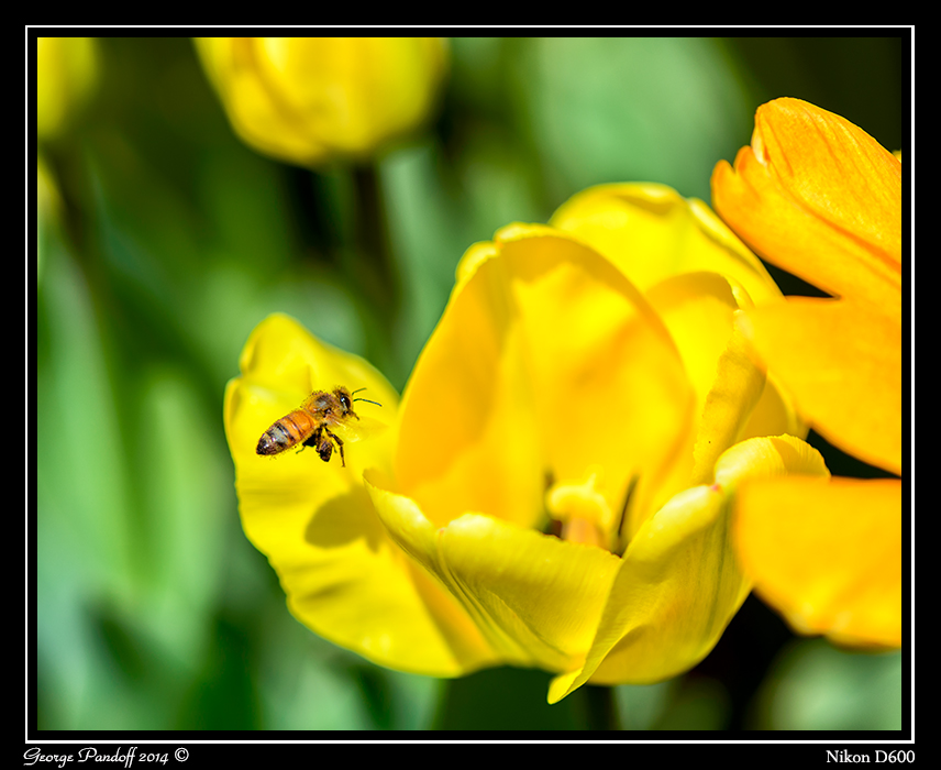 DSC_6350.jpg