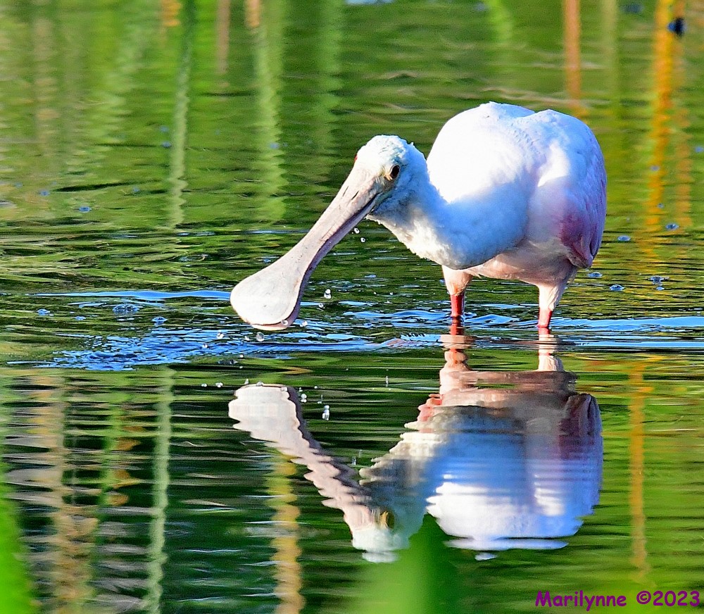 DSC_6350_001.JPG