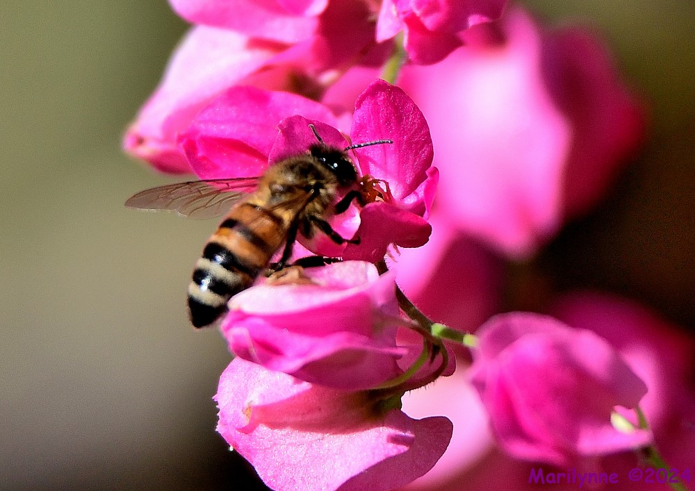 DSC_6350_001.JPG