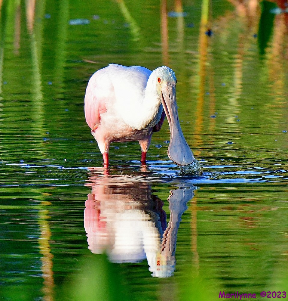 DSC_6351_001.JPG