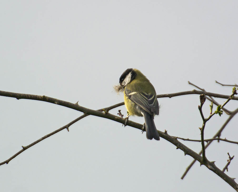 DSC_6352.jpg