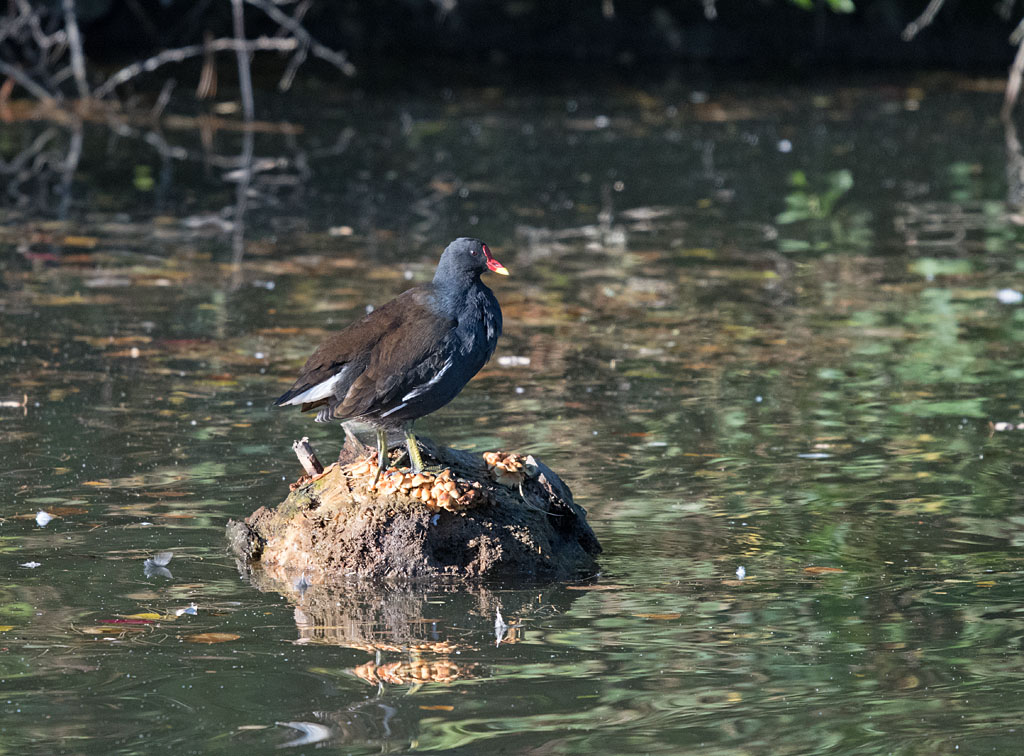 DSC_6352.jpg