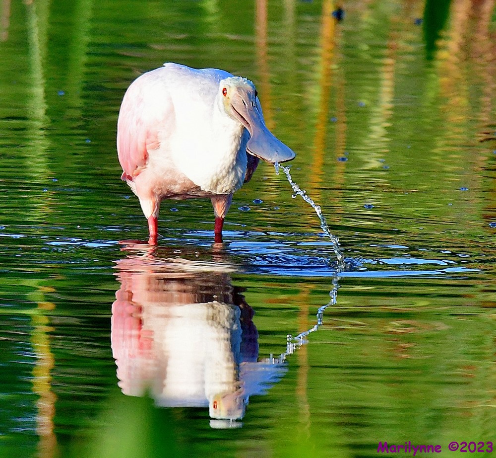 DSC_6352_001.JPG