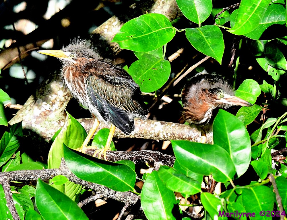DSC_6352_001.JPG
