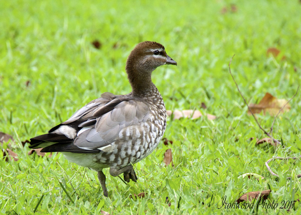 DSC_6353.jpg