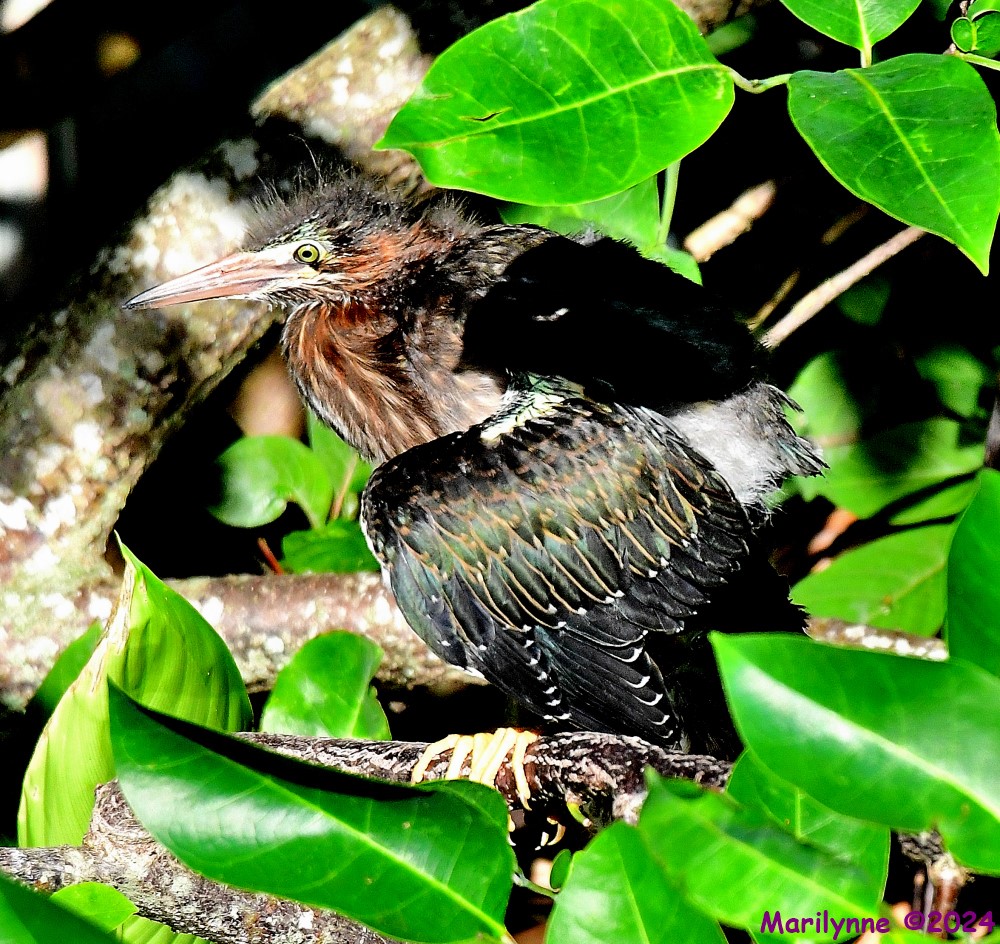 DSC_6355_001.JPG