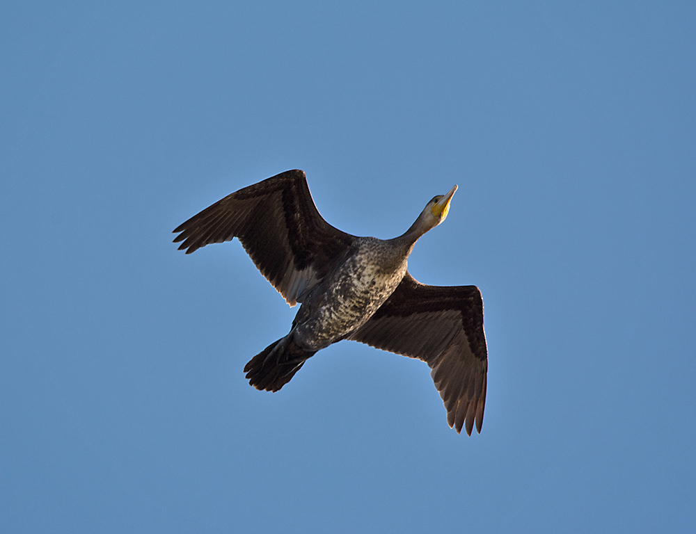 DSC_6357.jpg