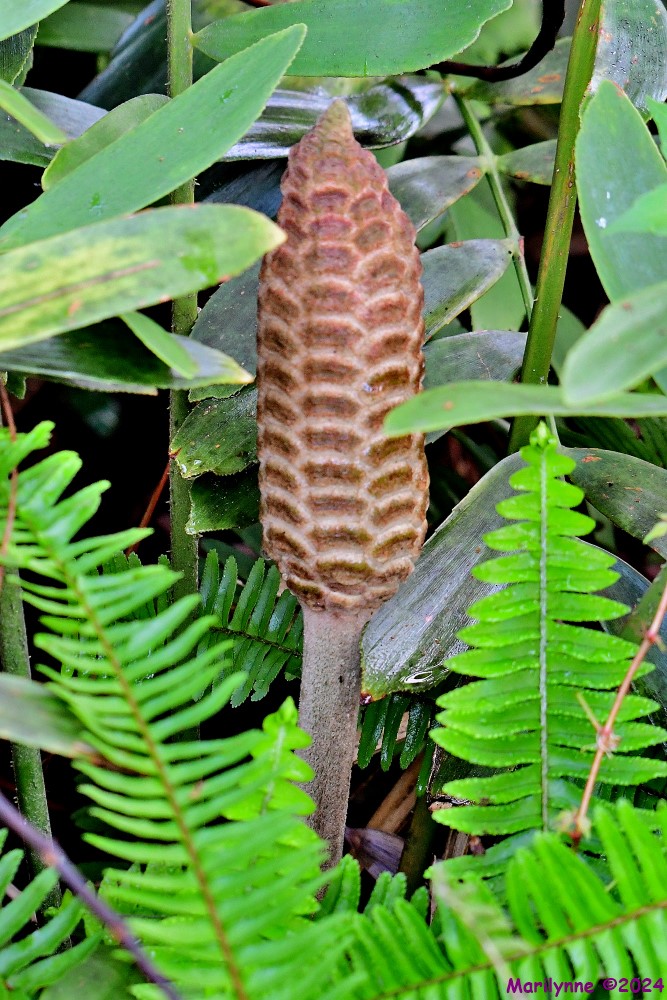 DSC_6357_001.JPG