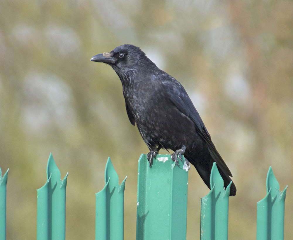 DSC_6358.jpg