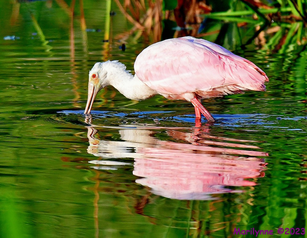 DSC_6358_001.JPG