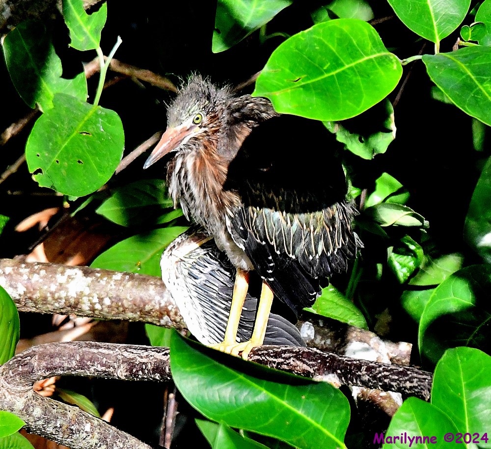 DSC_6359_001.JPG