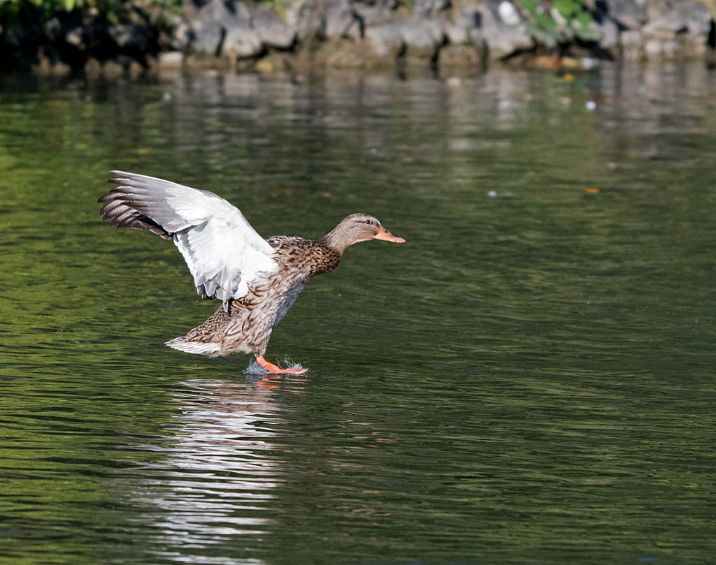 DSC_6360.jpg