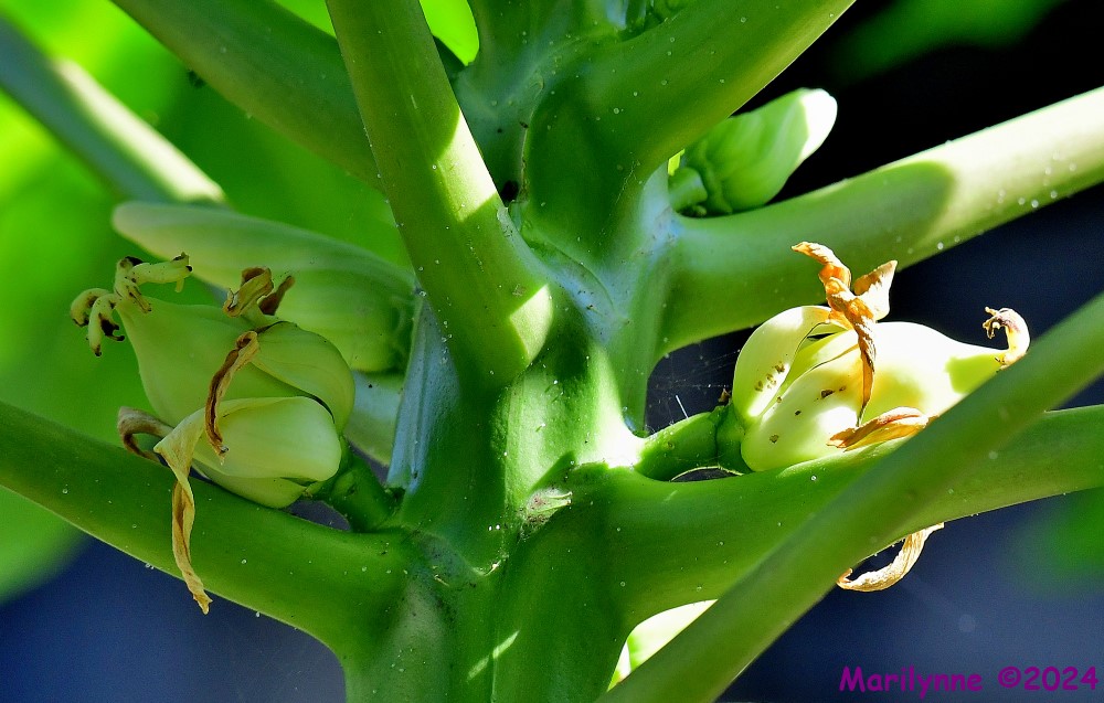 DSC_6360_001.JPG