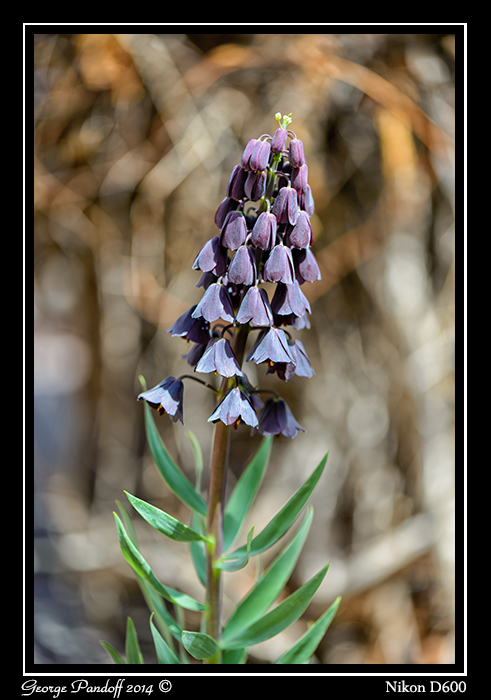 DSC_6362.jpg